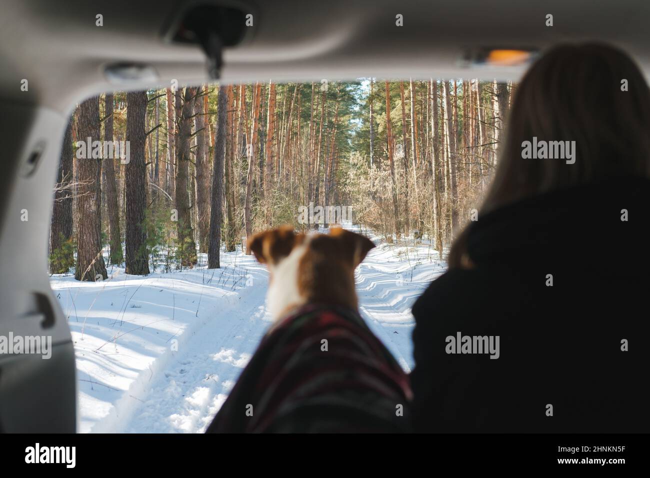 Winter car camping with pets scene: woman sits next to a dog in SUV trunk, focus on background. Enjoying the early spring and sun in the forest, explo Stock Photo