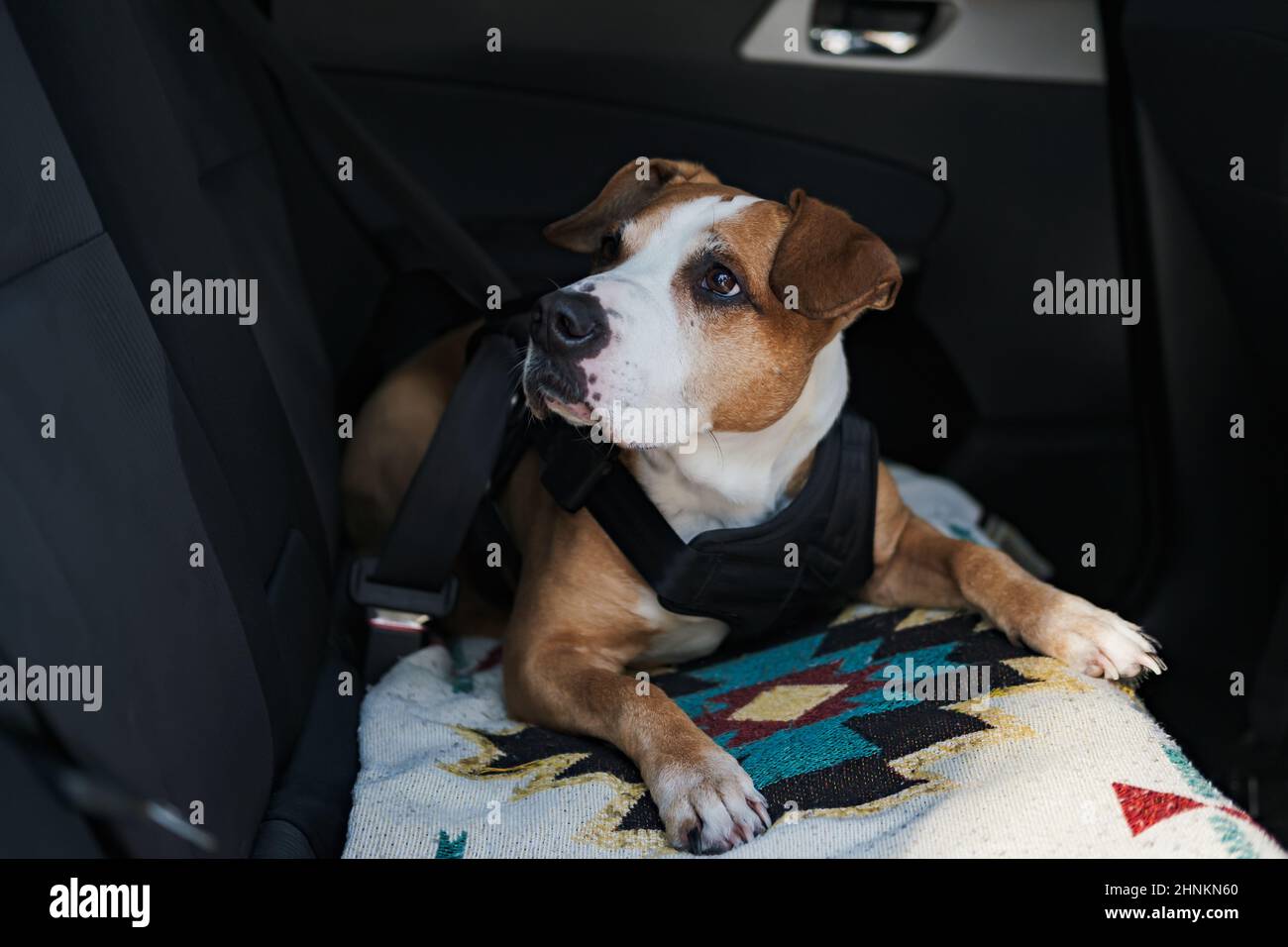 Dog wearing protective harness buckled to a car safety belt. Safe travelling or commuting by car with pets Stock Photo