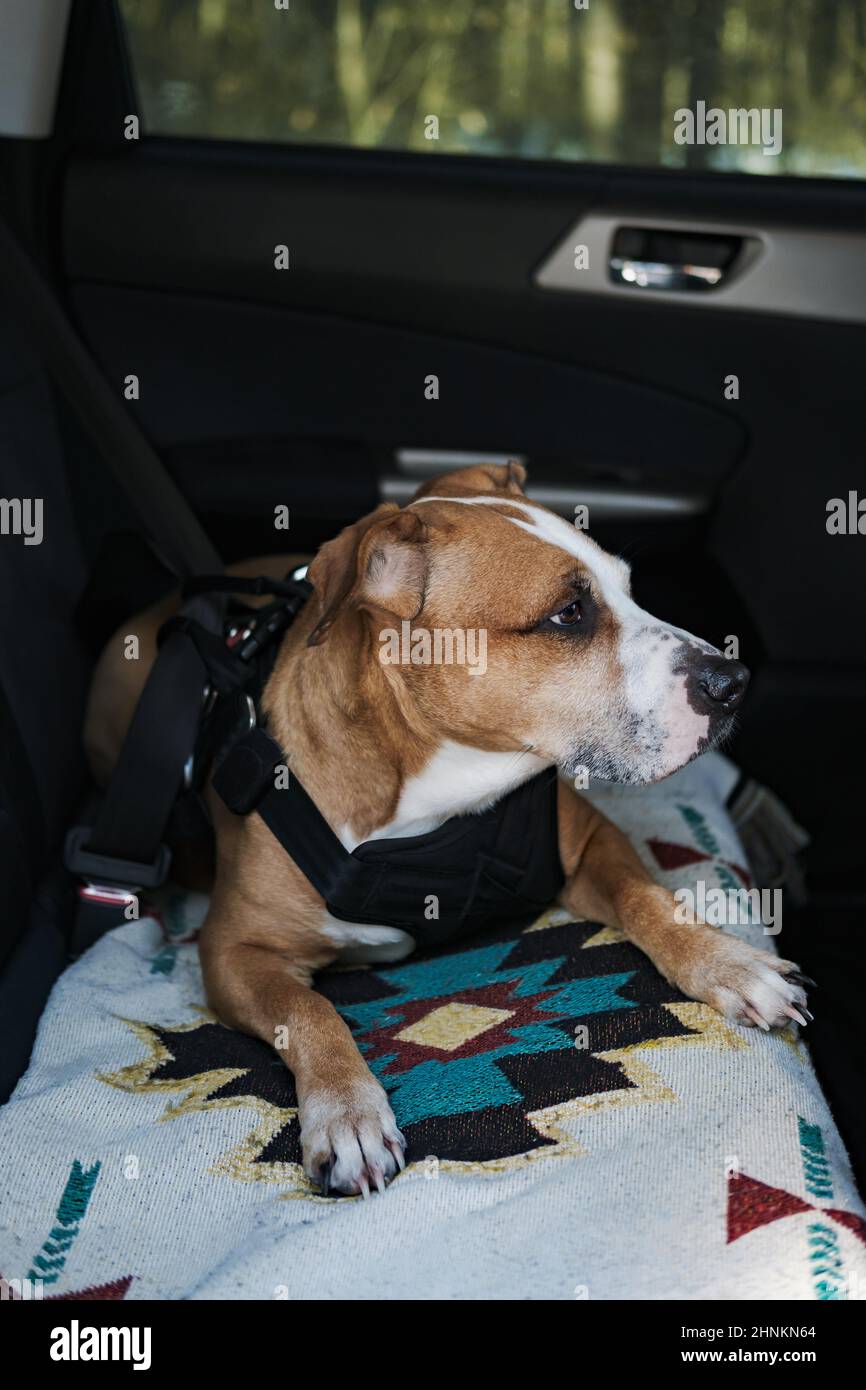 Dog wearing protective harness buckled to a car safety belt. Safe travelling or commuting by car with pets Stock Photo