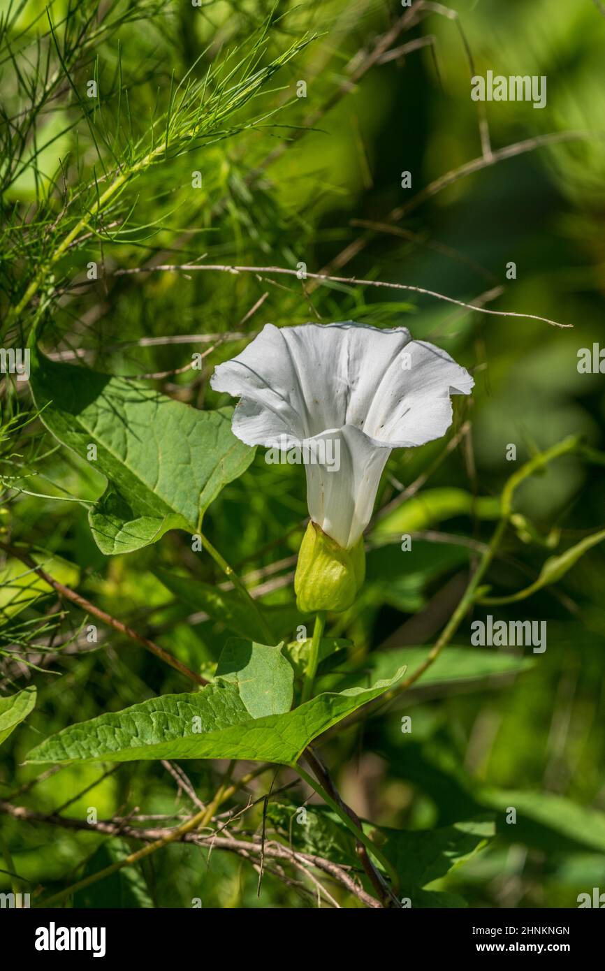A bright white hedge bindweed flower a vine with arrow shaped leaves facing upwards in full bloom closeup view on a sunny day in summertime resembles Stock Photo