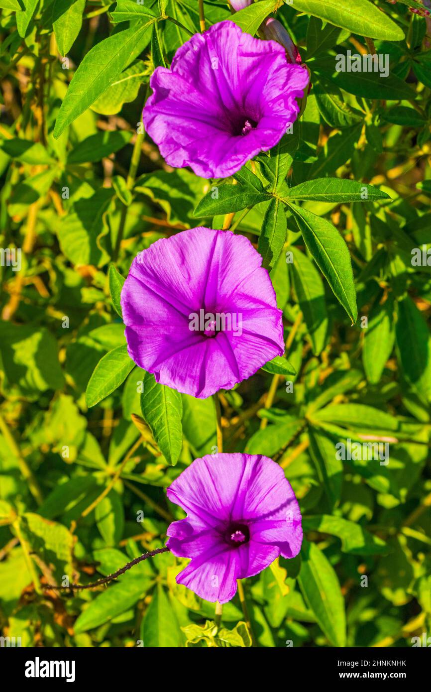 Pink violet purple Mexican Morning Glory Glories Ipomoea spp flower on ...