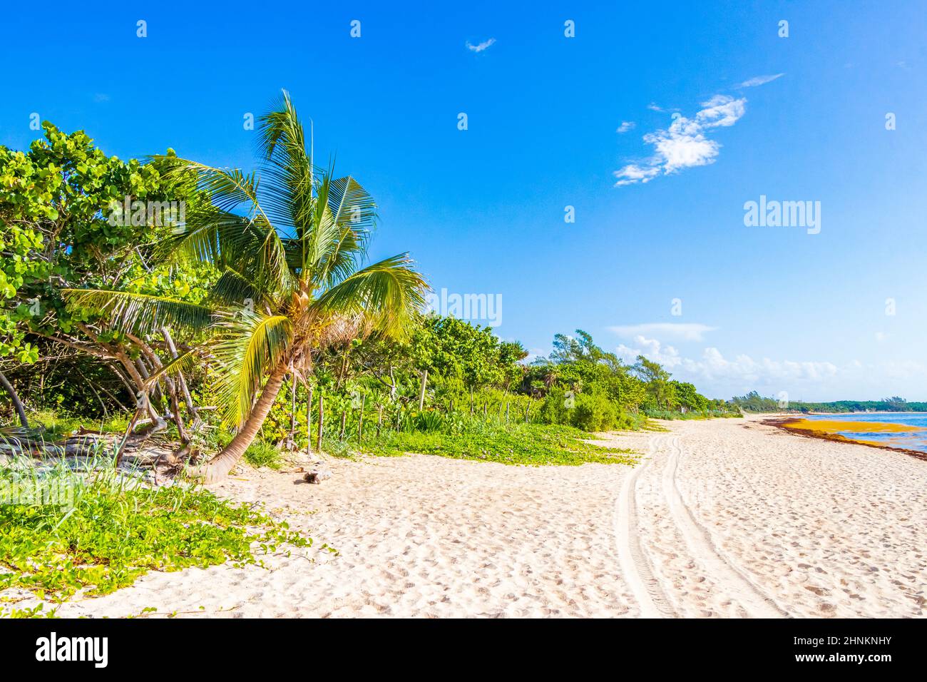 Nature and palm trees at tropical mexican beach 88 Punta Esmeralda in Playa del Carmen Mexico. Stock Photo