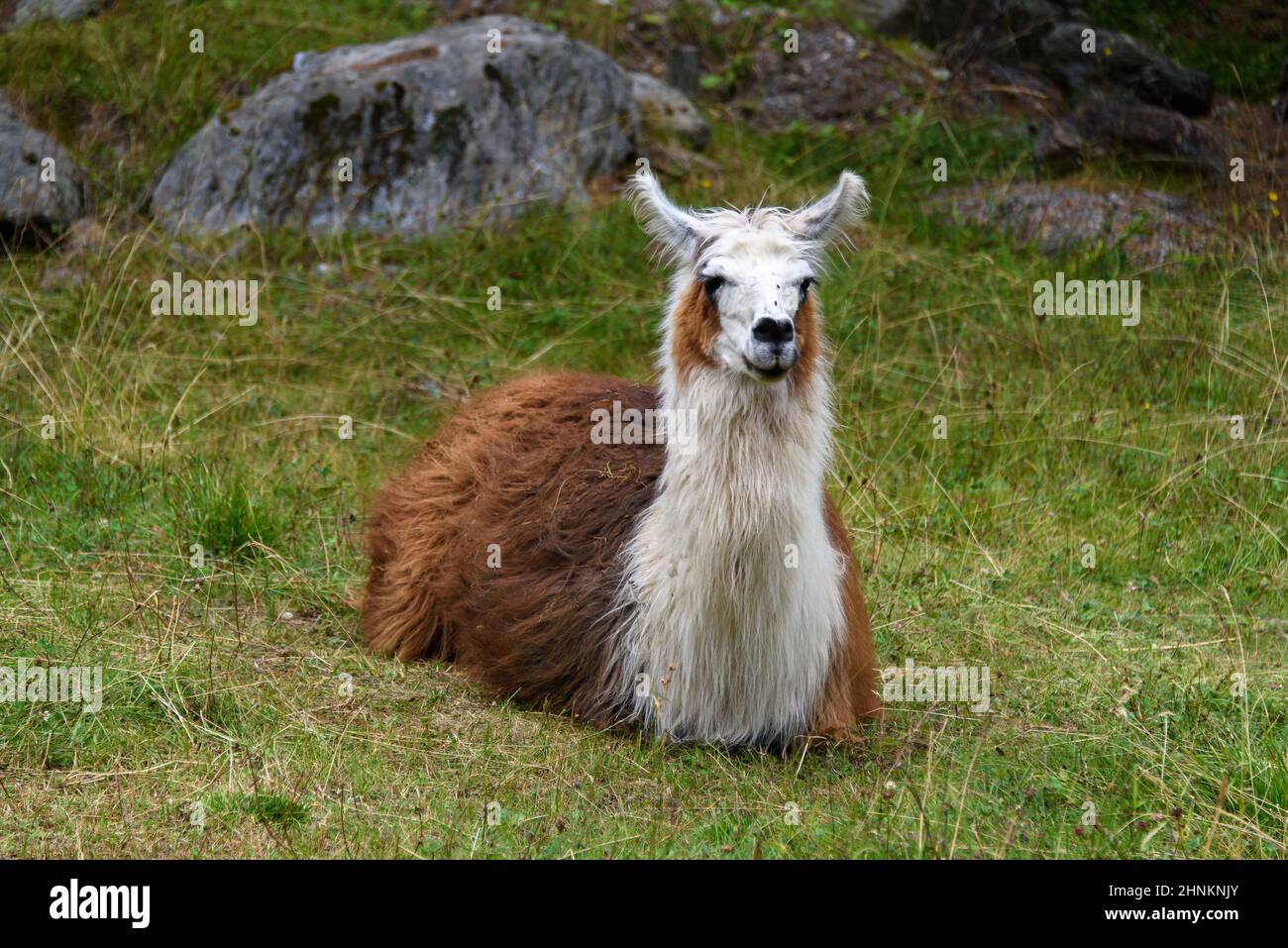 South american mammal llama sitted on the grass in an alpine valley Stock Photo