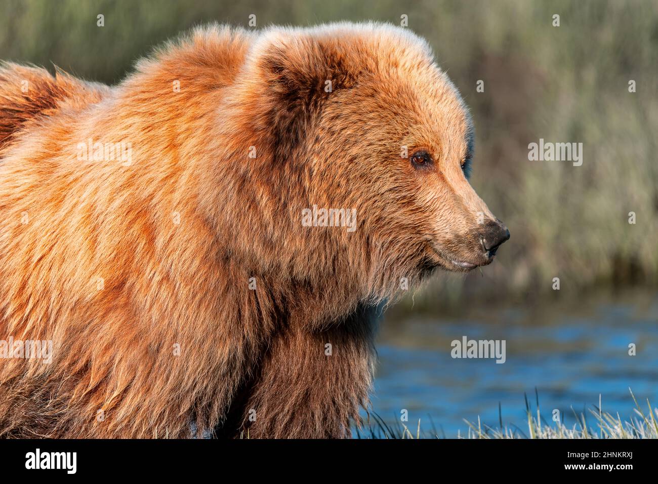 Brown bear or grizzly bear in nature in Alaska Stock Photo