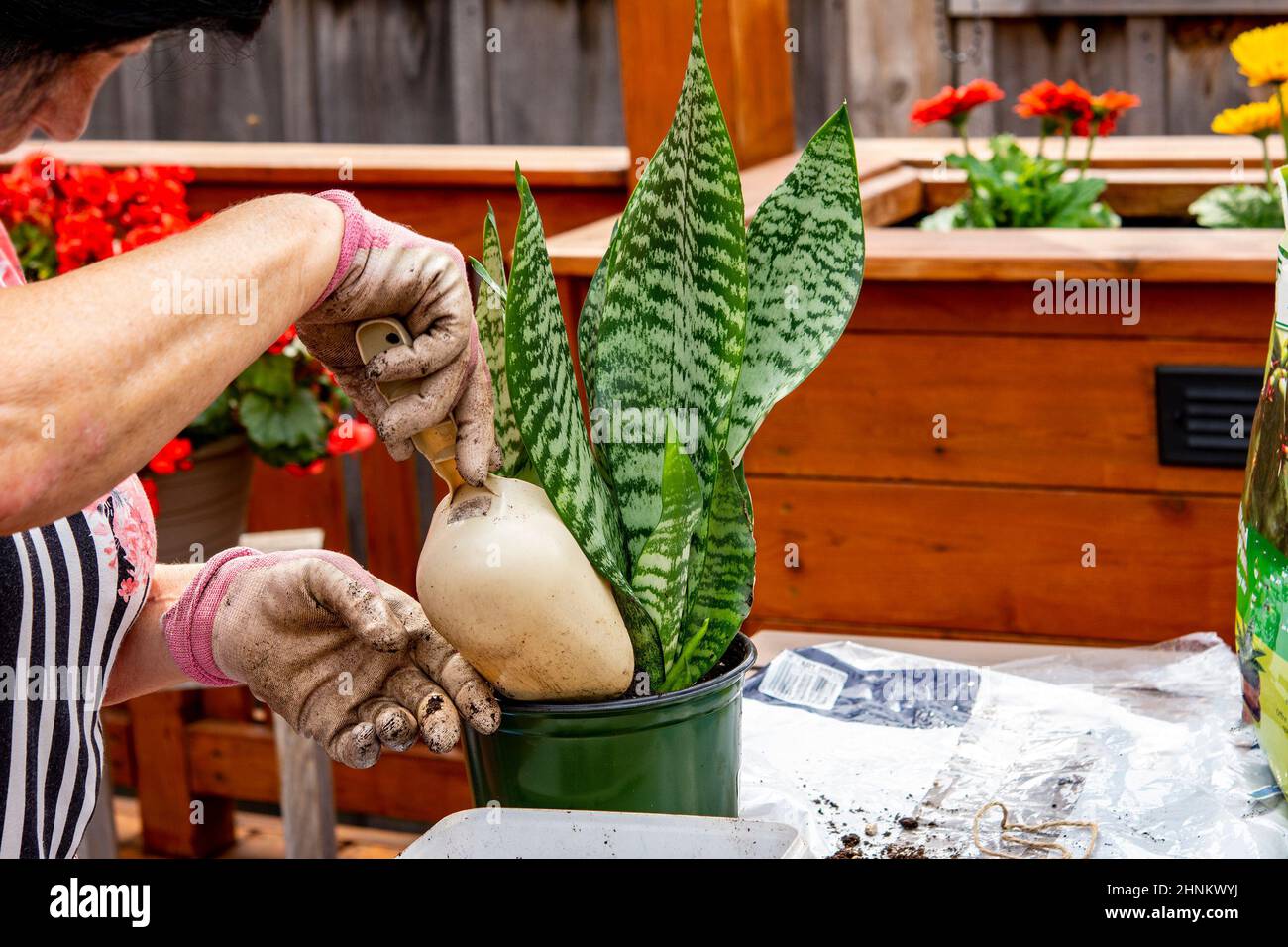 Florist pours earth into a pot Stock Photo