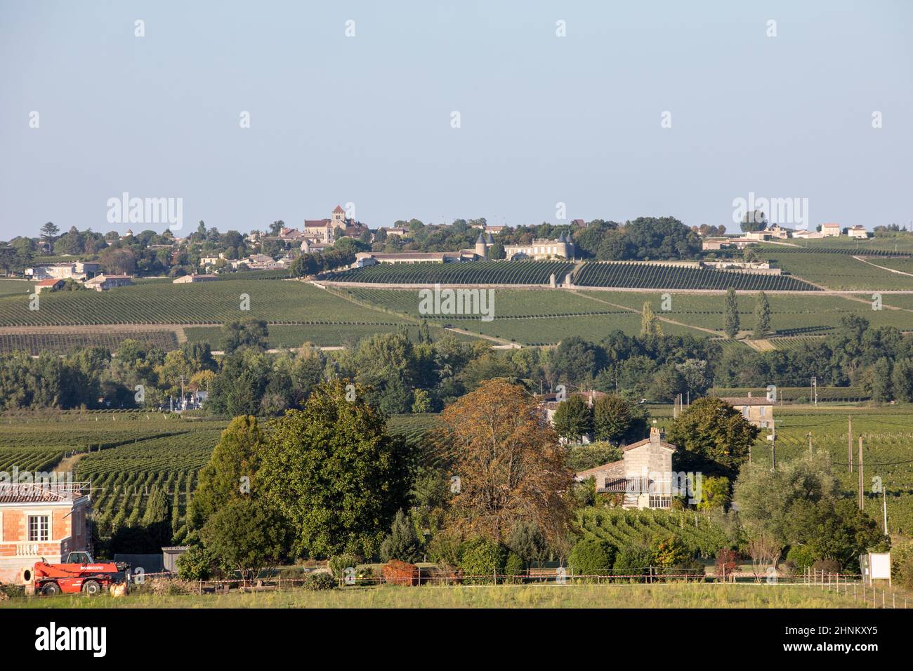 Ripe red  grapes on rows of vines in a vienyard before the wine harvest in Saint Emilion region. France Stock Photo