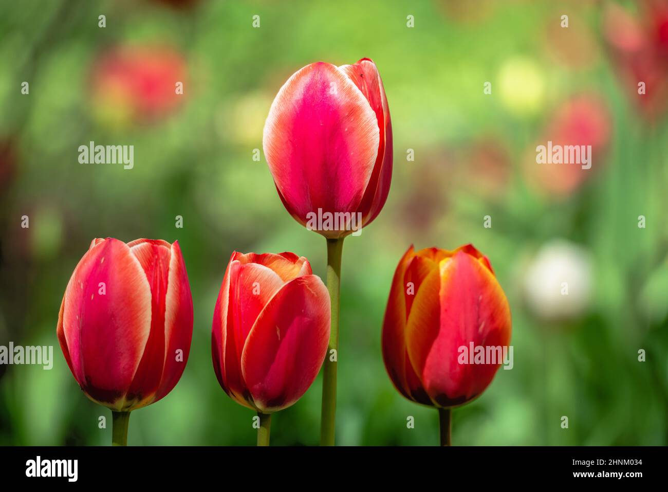 Blooming tulips in the Kropyvnytskyi arboretum on a sunny spring day Stock Photo