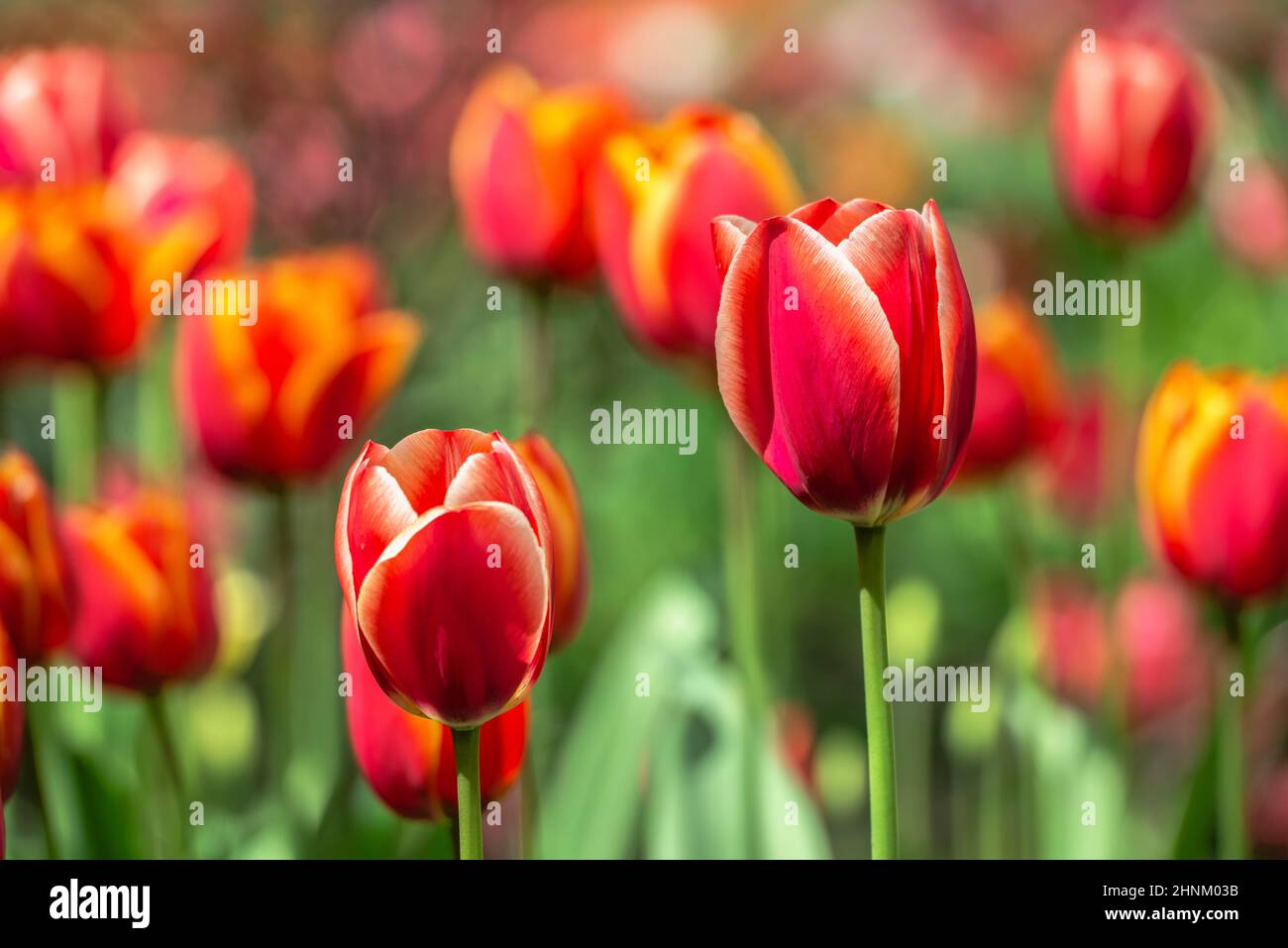 Blooming tulips in the Kropyvnytskyi arboretum on a sunny spring day Stock Photo