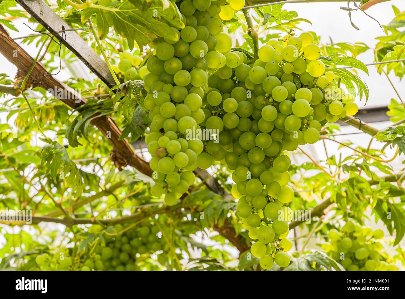 Grape vines in a greenhouse Stock Photo Alamy