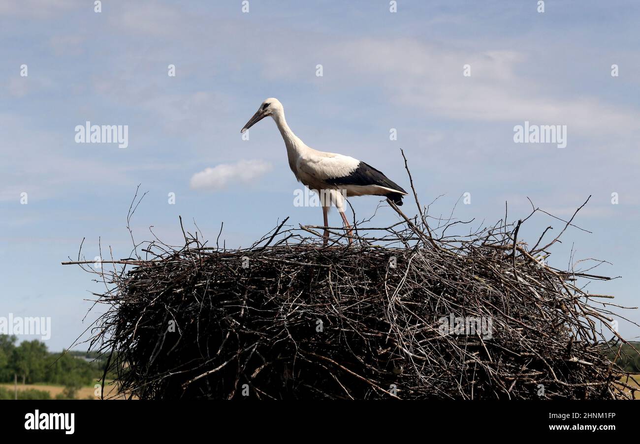 Stork in the nest, Lithuania, East Europe Stock Photo
