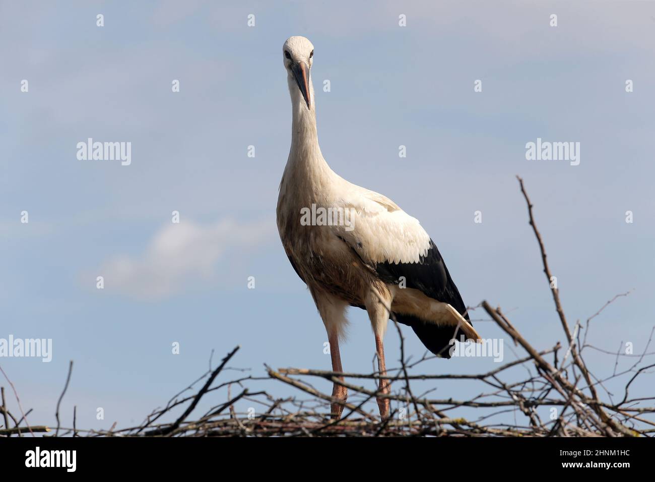 Stork in the nest, Lithuania, East Europe Stock Photo