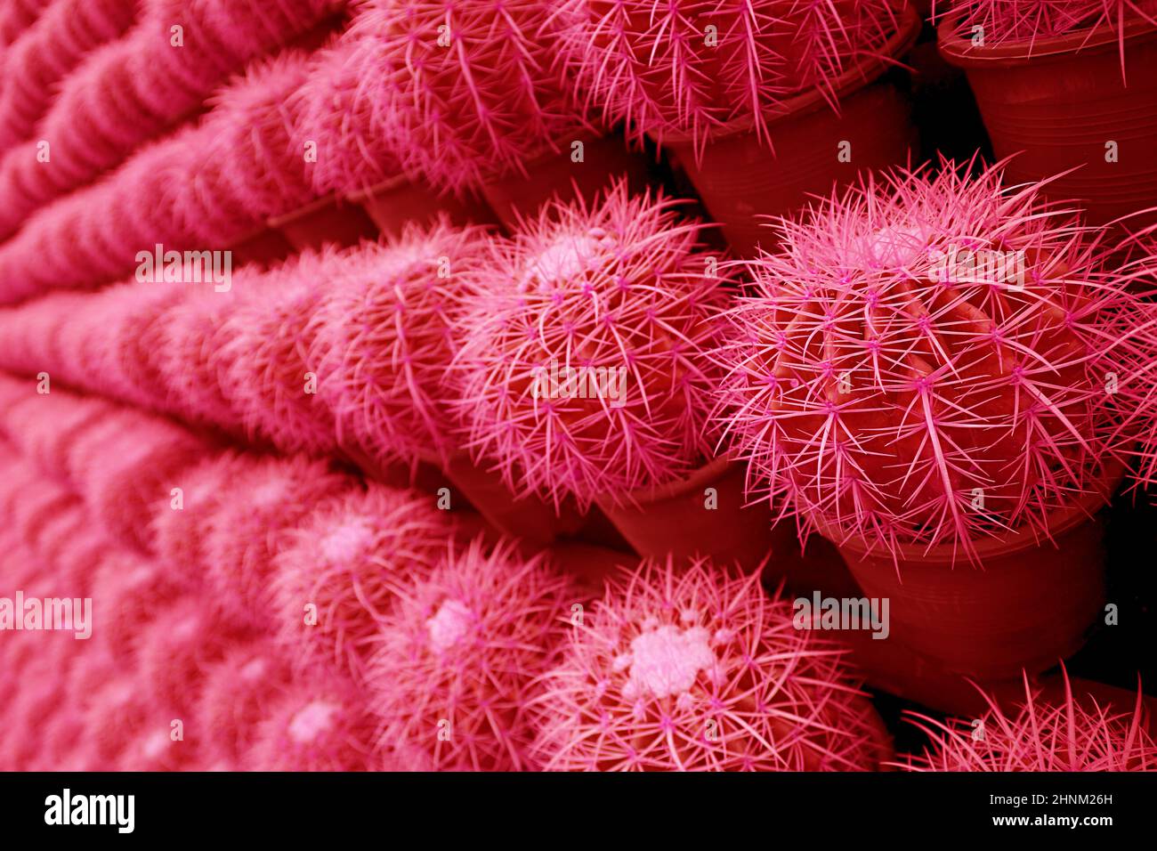 Surreal Pop Art Style Raspberry Red Colored Rows of Potted Golden ...