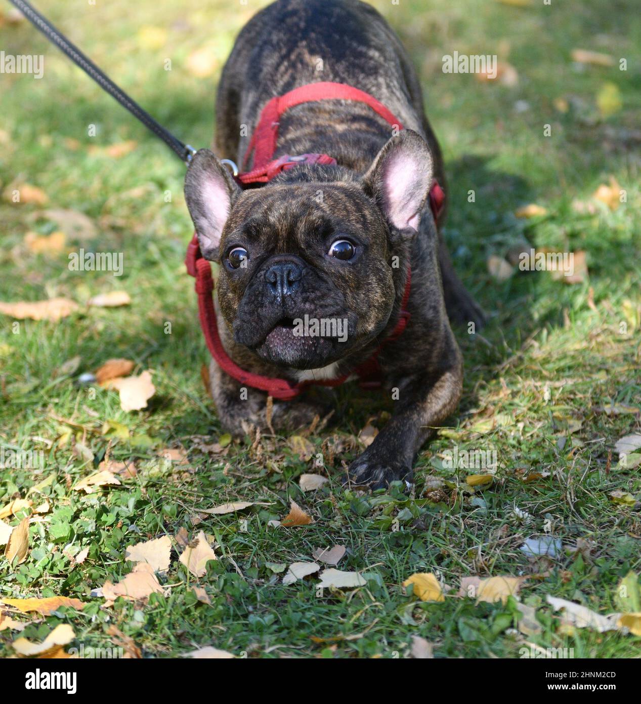Dog breed French Bulldog Stock Photo Alamy
