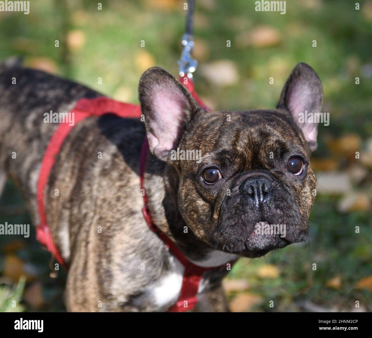 Dog breed French Bulldog Stock Photo Alamy