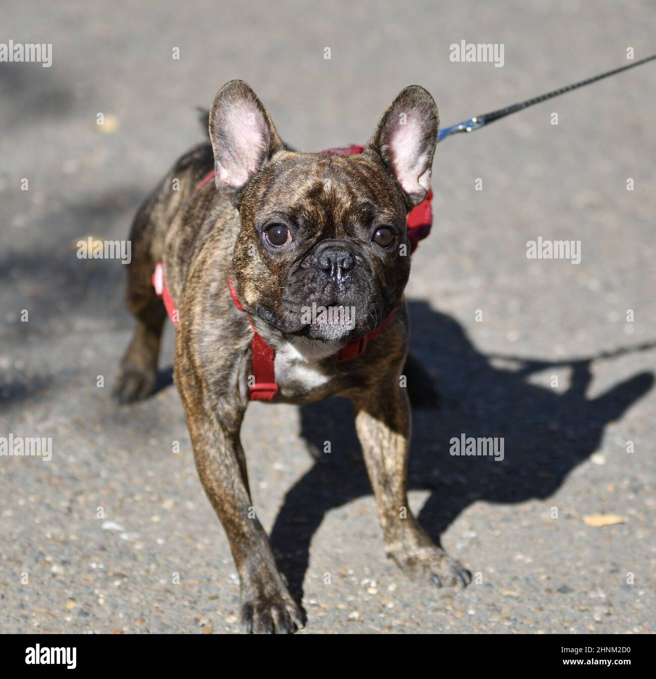Dog breed French Bulldog Stock Photo Alamy