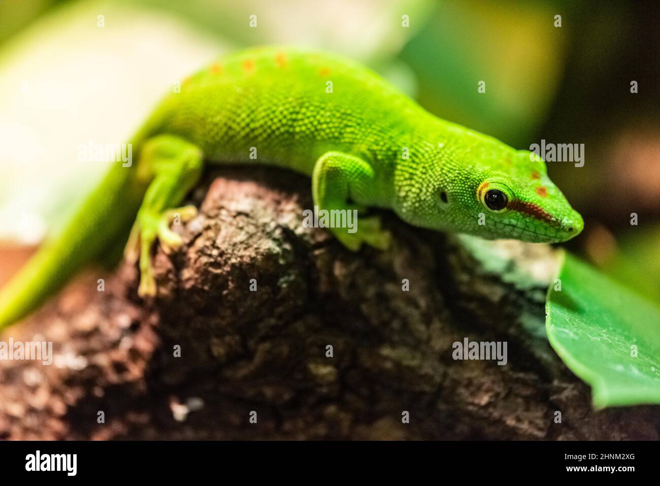 Phelsuma grandis is a diurnal arboreal species of day gecko Stock Photo