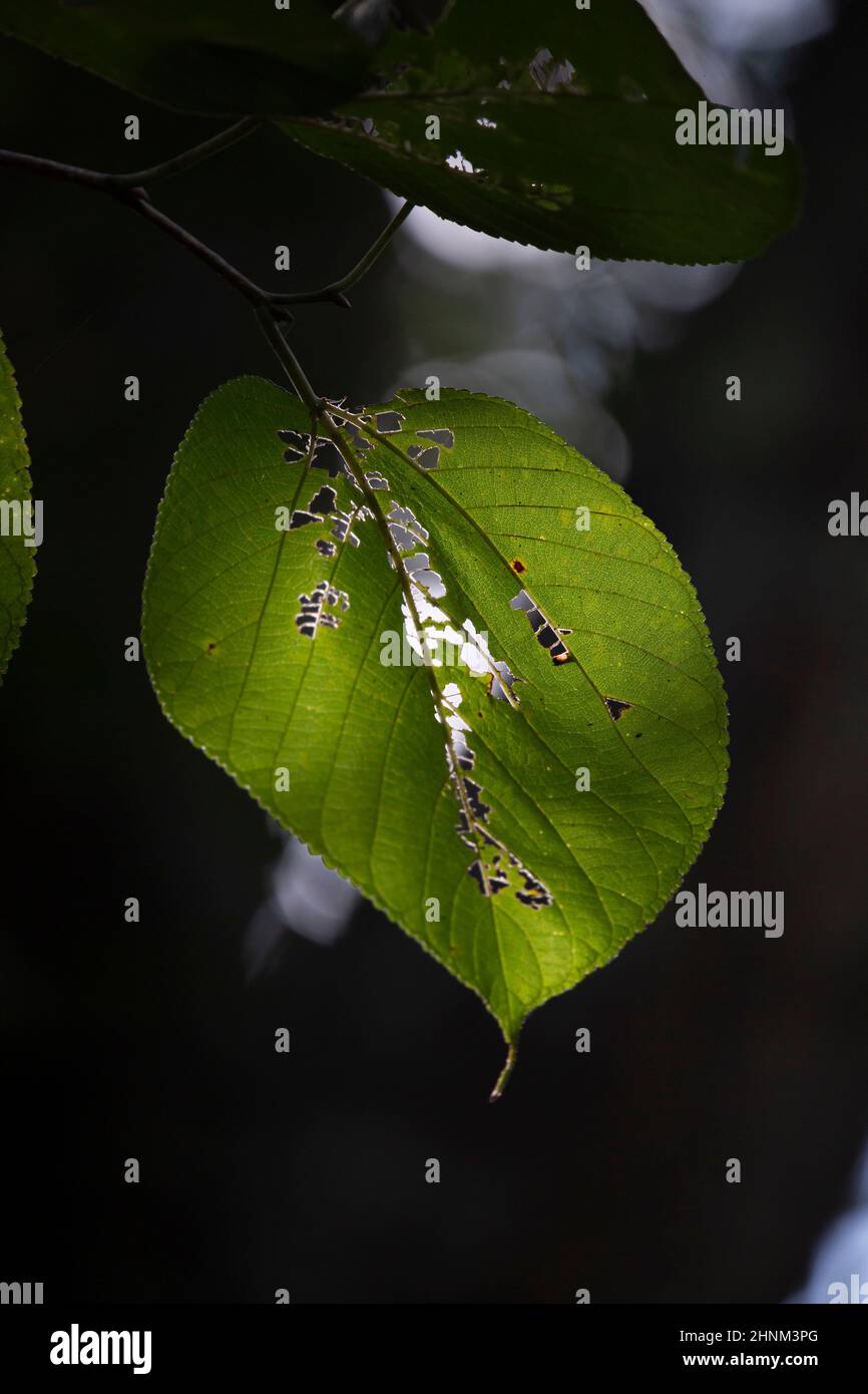 Insect bites taken out of a bright green leaf Stock Photo - Alamy