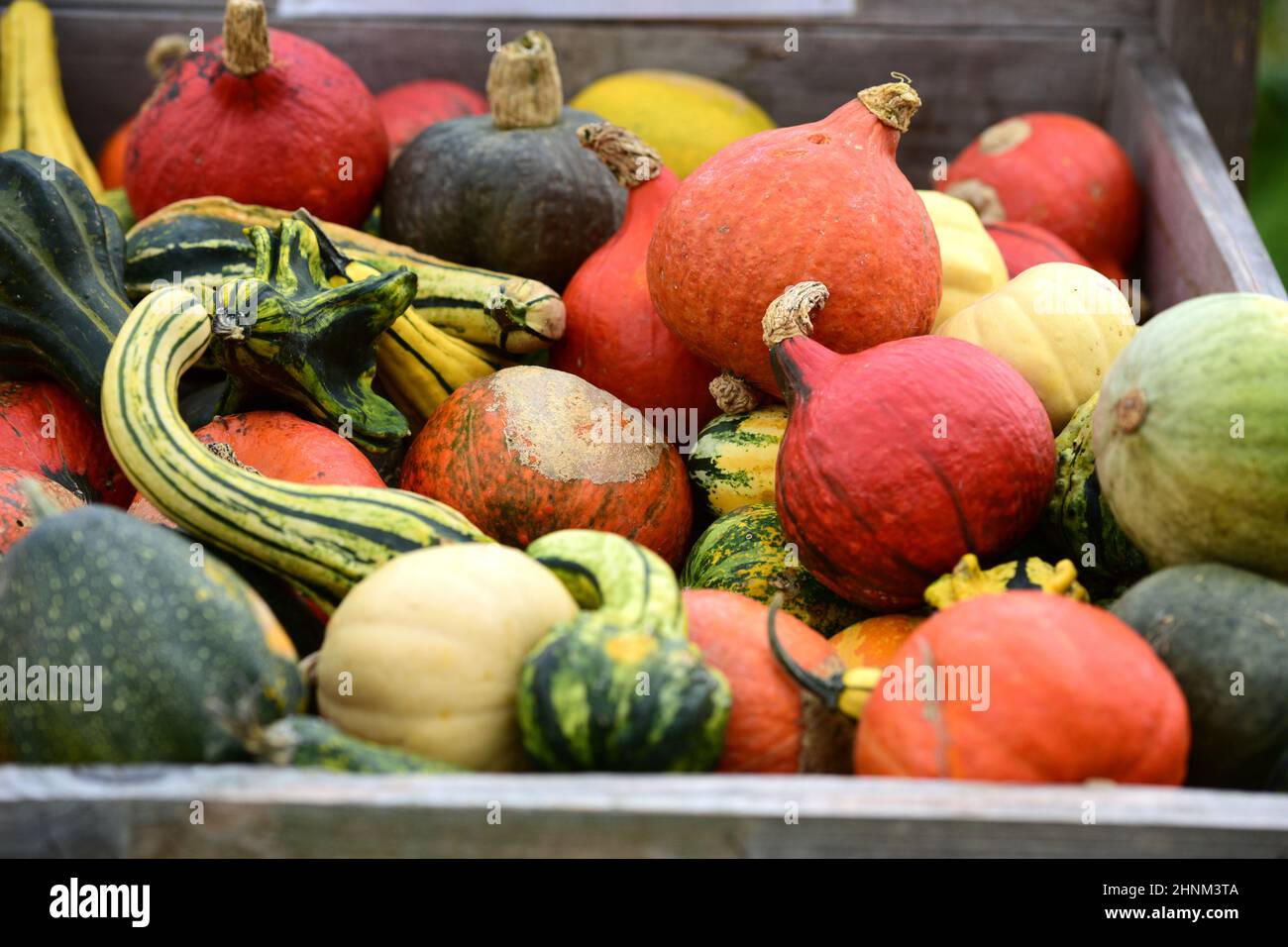 Kürbisse zum Kaufen bei einem Bauernghof in Oberösterreich, Österreich, Europa - Pumpkins for sale on a farm in Upper Austria, Austria, Europe Stock Photo