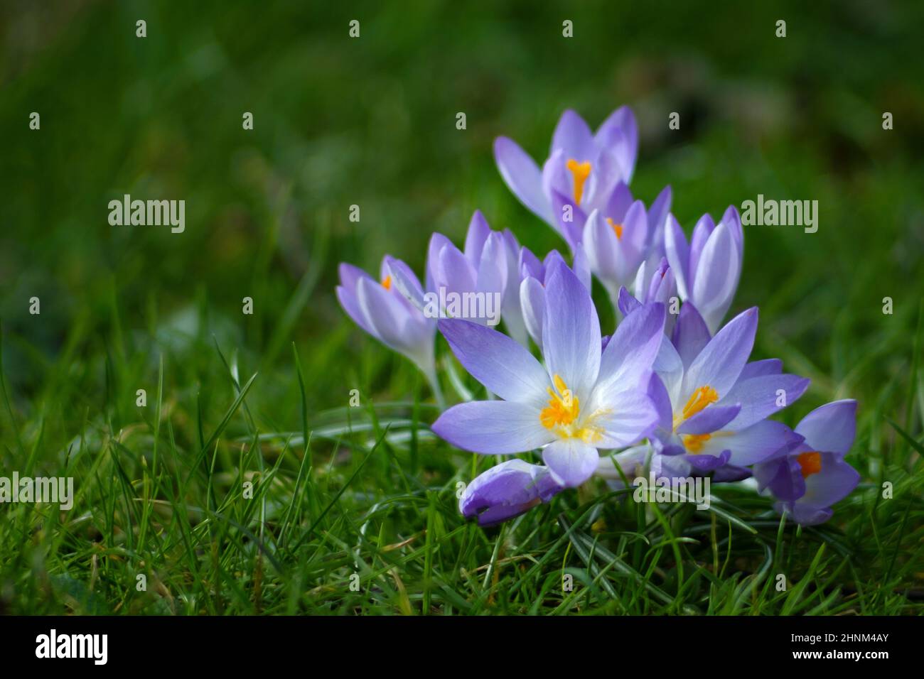 A UK spring flowering crocus, crocus sativus, in full flower in early morning sunshine. The plant is growing amongst grass on a garden lawn Stock Photo