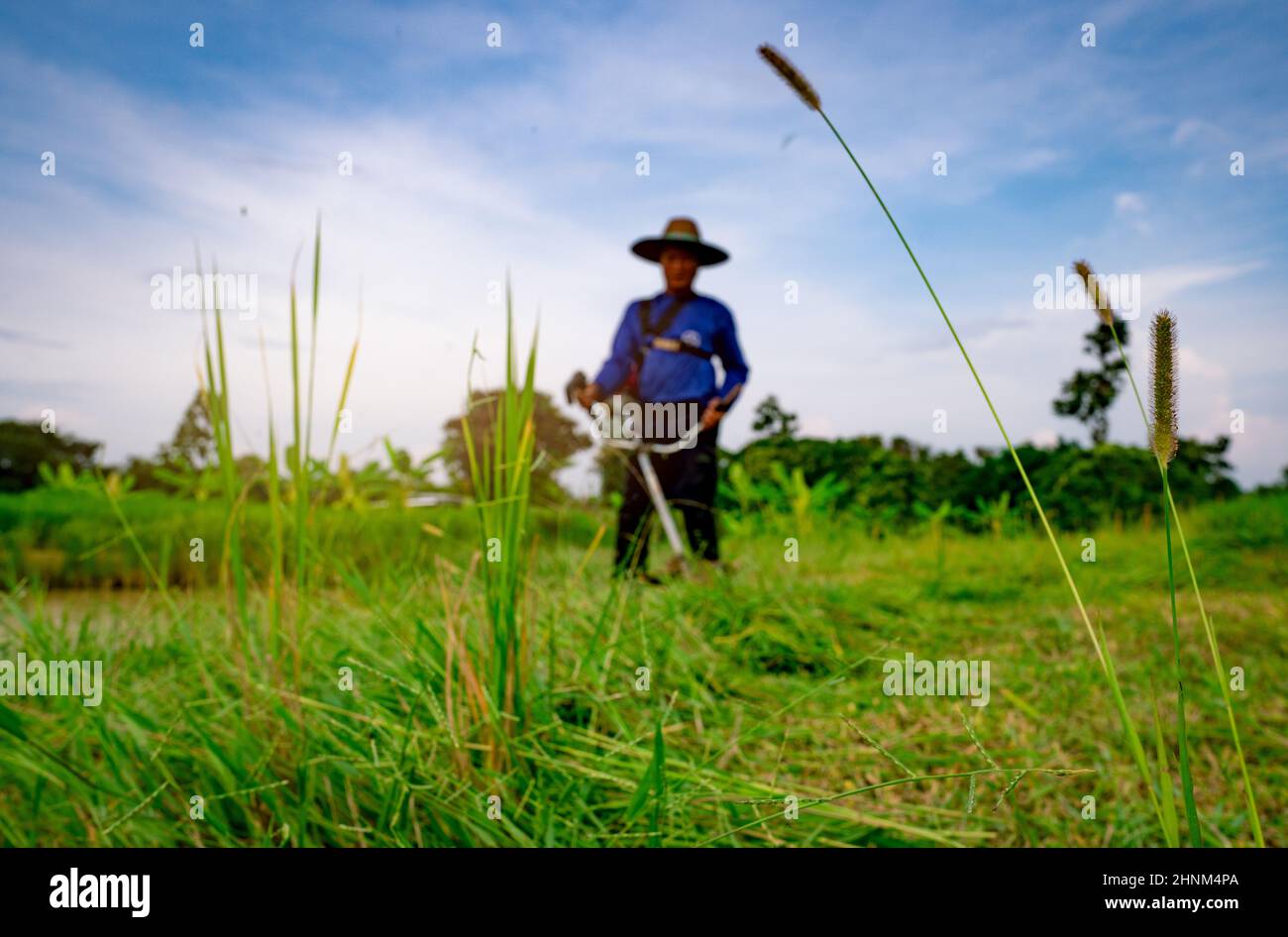 Grass flower on blurred man with shoulder lawn mower. Asian man cutting grass with lawn mower. Garden care and maintenance. Landscaping service. Man mowing green grass and weed for livestock food. Stock Photo