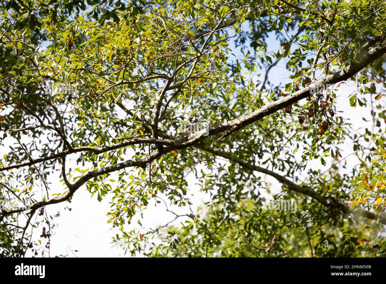 Mourning dove (Zenaida macroura) perched on a tree limb Stock Photo Alamy