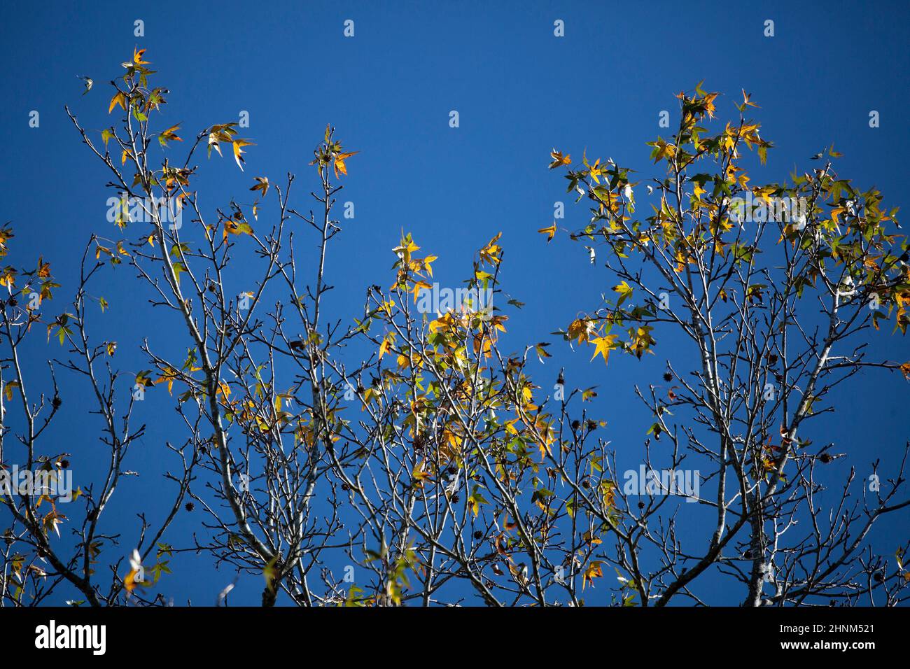 Yellow and green leaves on a tree during the autumn season Stock Photo ...