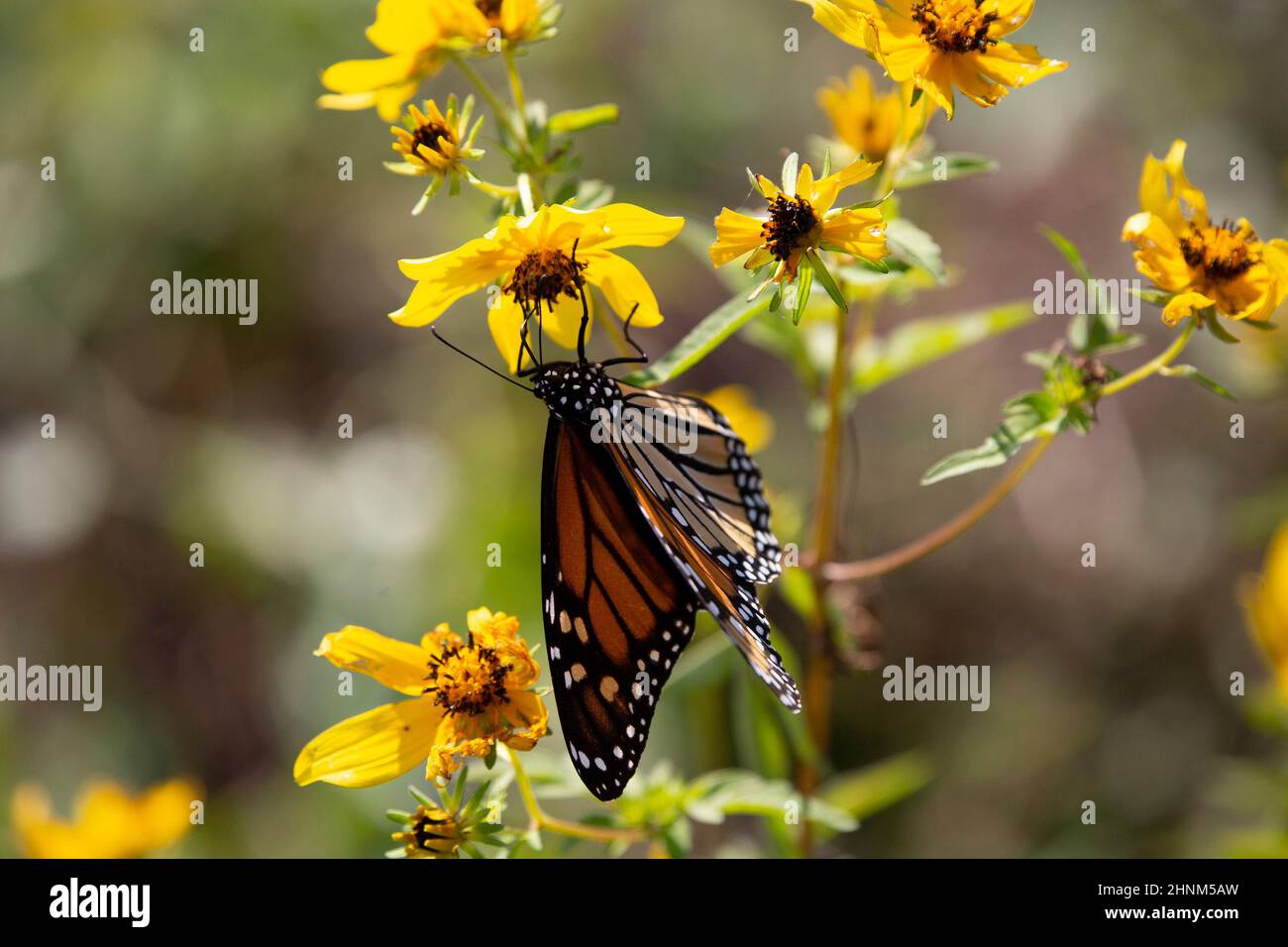 Monarch butterfly (Danaus plexippus) hanging on a pretty, yellow flower Stock Photo