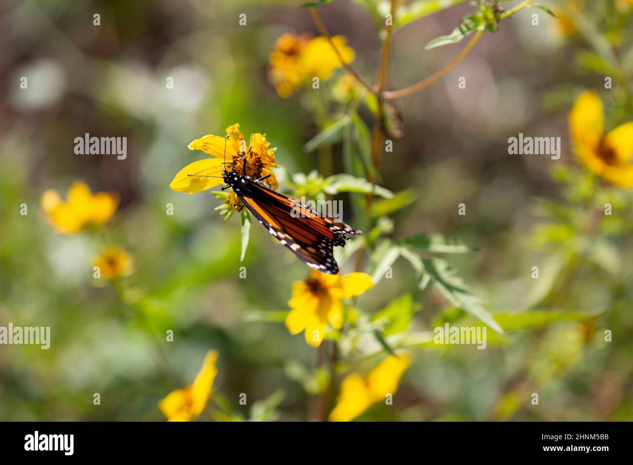 Monarch butterfly (Danaus plexippus) hanging on a pretty, yellow flower Stock Photo
