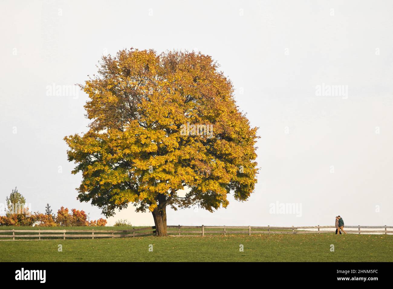 Autumn deciduous trees hi-res stock photography and images - Alamy