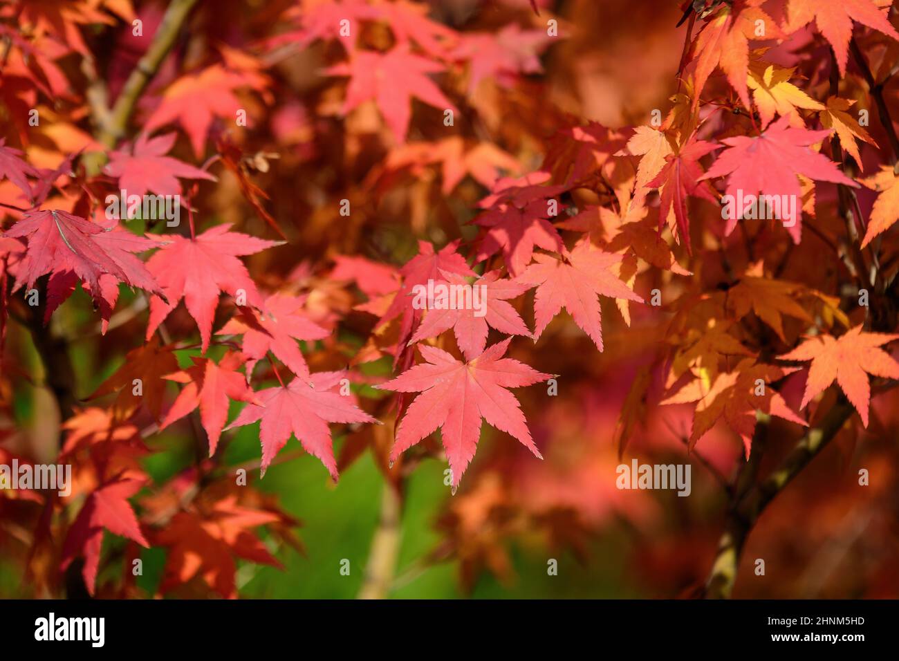 Many orange and red leaves of maple tree colored during the cold autumn ...