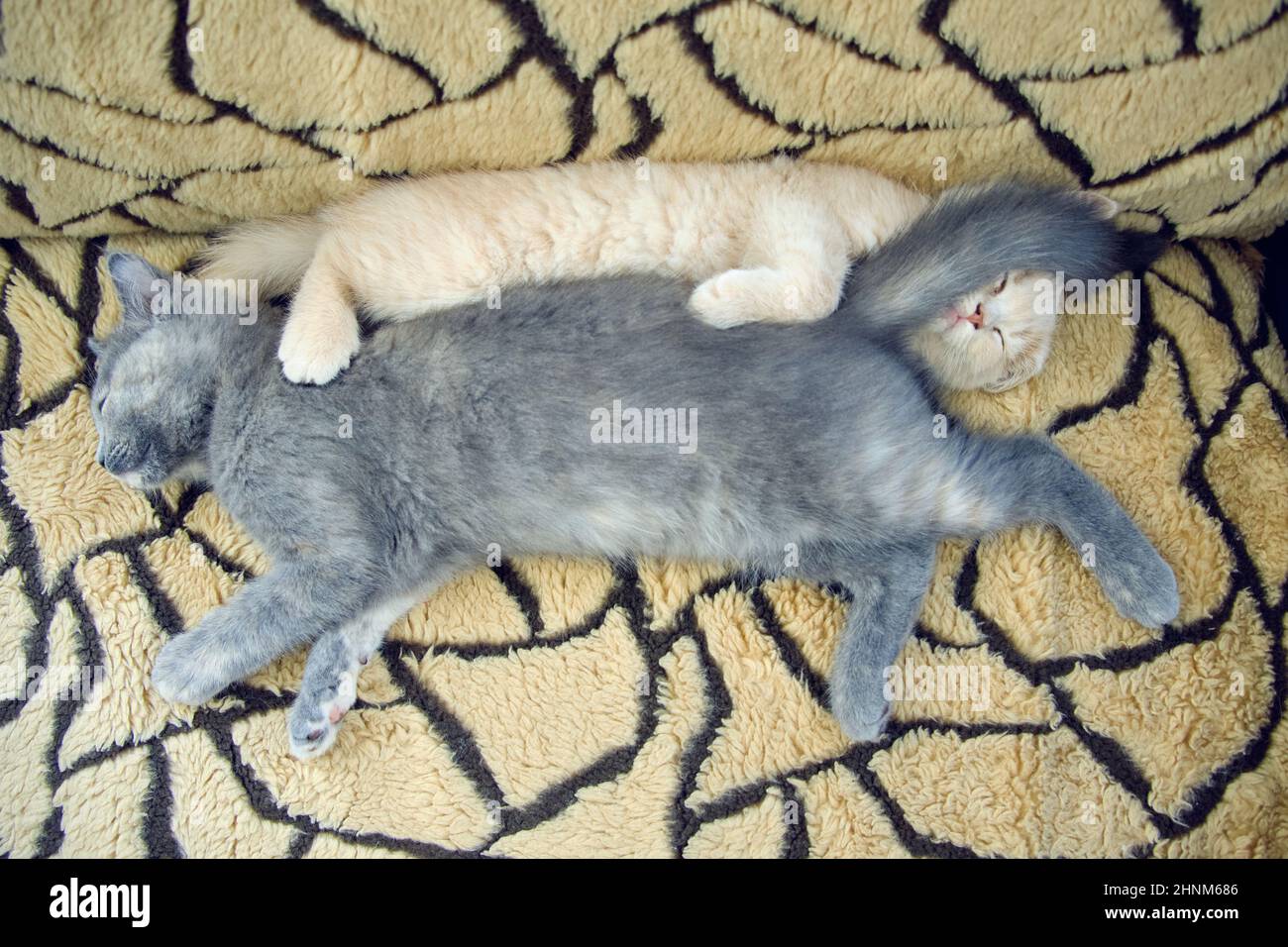 top view of two funny kittens napping together on the sofa Stock Photo