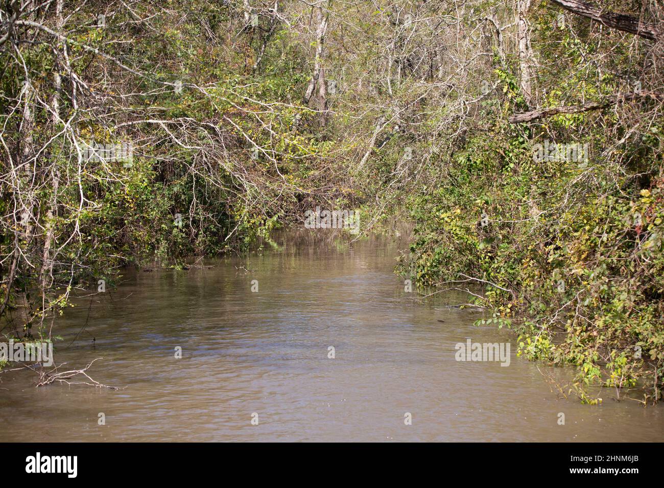 Swamp water winding throughout a path surrounded by bramble Stock Photo ...