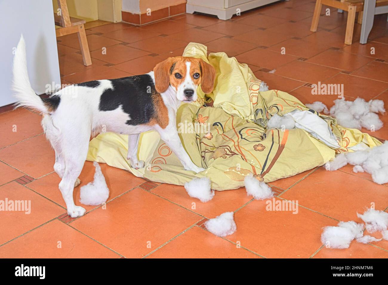 Naughty dog . Beagle dog in the middle of mess in the kitchen. A tiny beagle dog chews bedlinen. Naughty begle puppy dog looking sorrowful that she has just destroyed Stock Photo