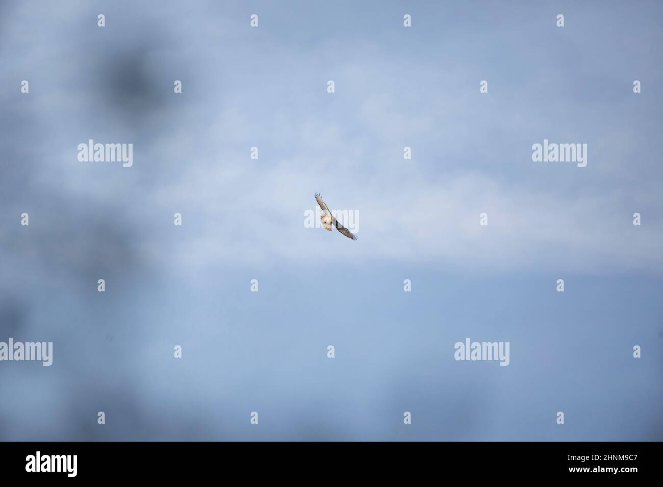 Red-tailed hawk (Buteo jamaicensis) turning in flight on a clear, blue ...
