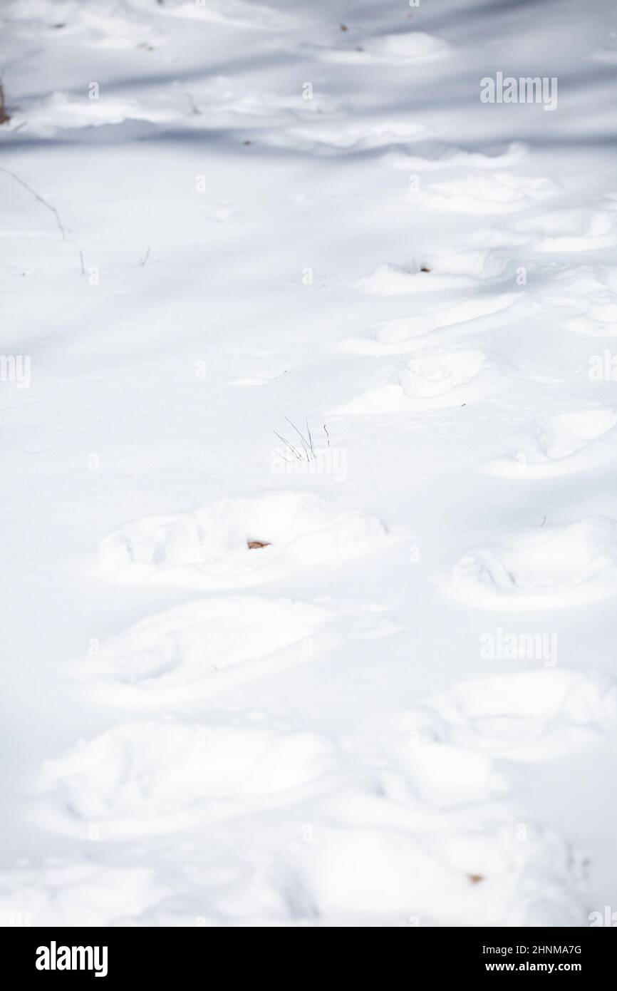 Human tracks leading down a path in the snow Stock Photo - Alamy