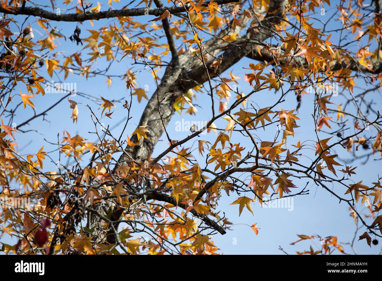 Female yellow-rumped warbler (Setophaga coronata) facing away during ...