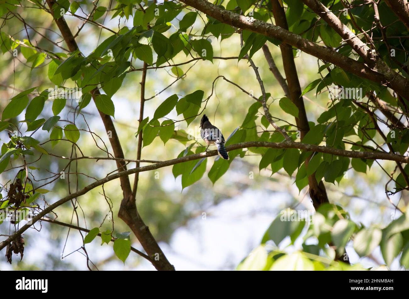 Blue jay (Cyanocitta cristata) cawing from a perch on a tree branch Stock Photo