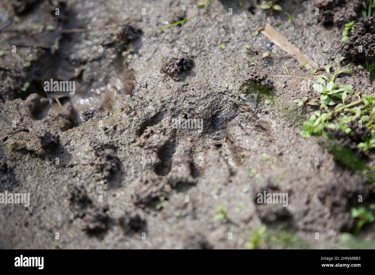 Pair of raccoon (Procyon lotor) tracks in the mud Stock Photo - Alamy