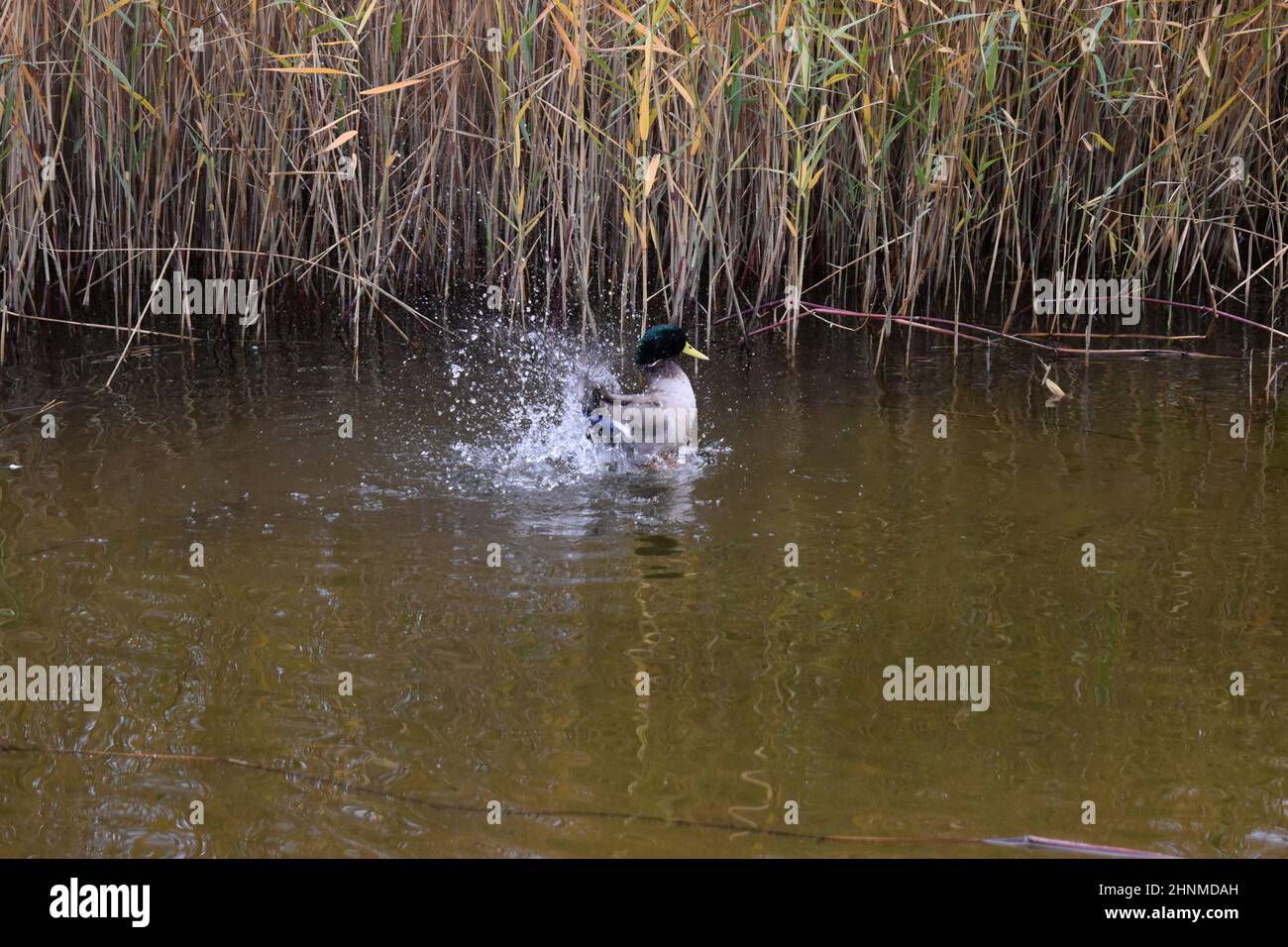Stockente plantscht im Wasser, Frühling, Weiher, Lebensfreude, Ente, Erpel, Wassergarten der Grube Reden, Landsweiler-Reden Stock Photo