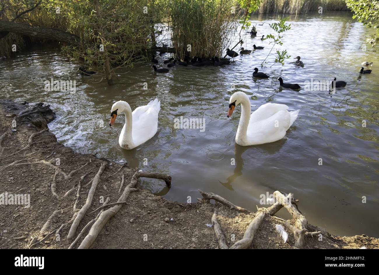 Detail of wild birds in a natural pond in nature Stock Photo Alamy