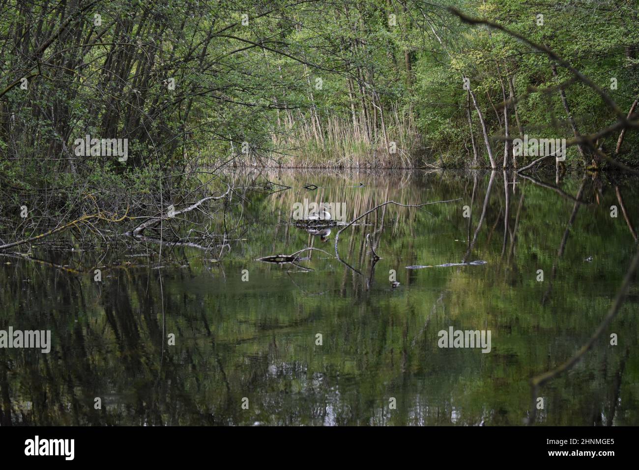 Brütender Haubentaucher auf verstecktem See im Wald Stock Photo