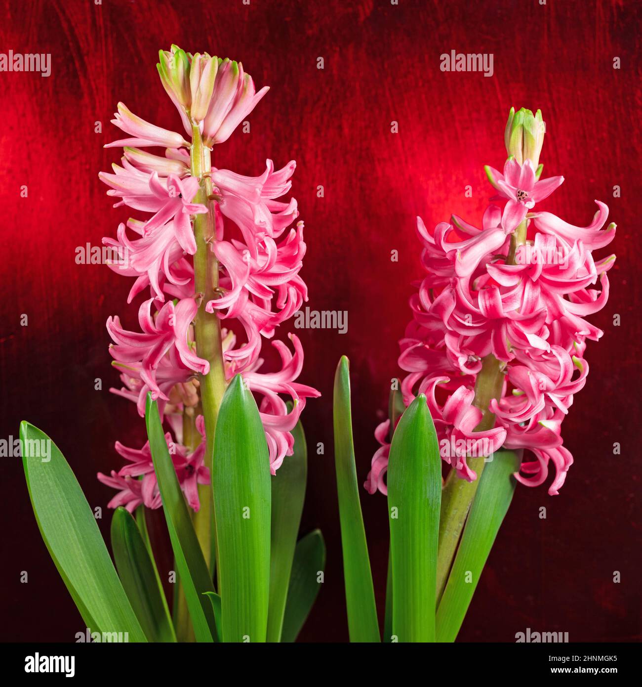 Hyacinths hyacinthus hires stock photography and images Alamy