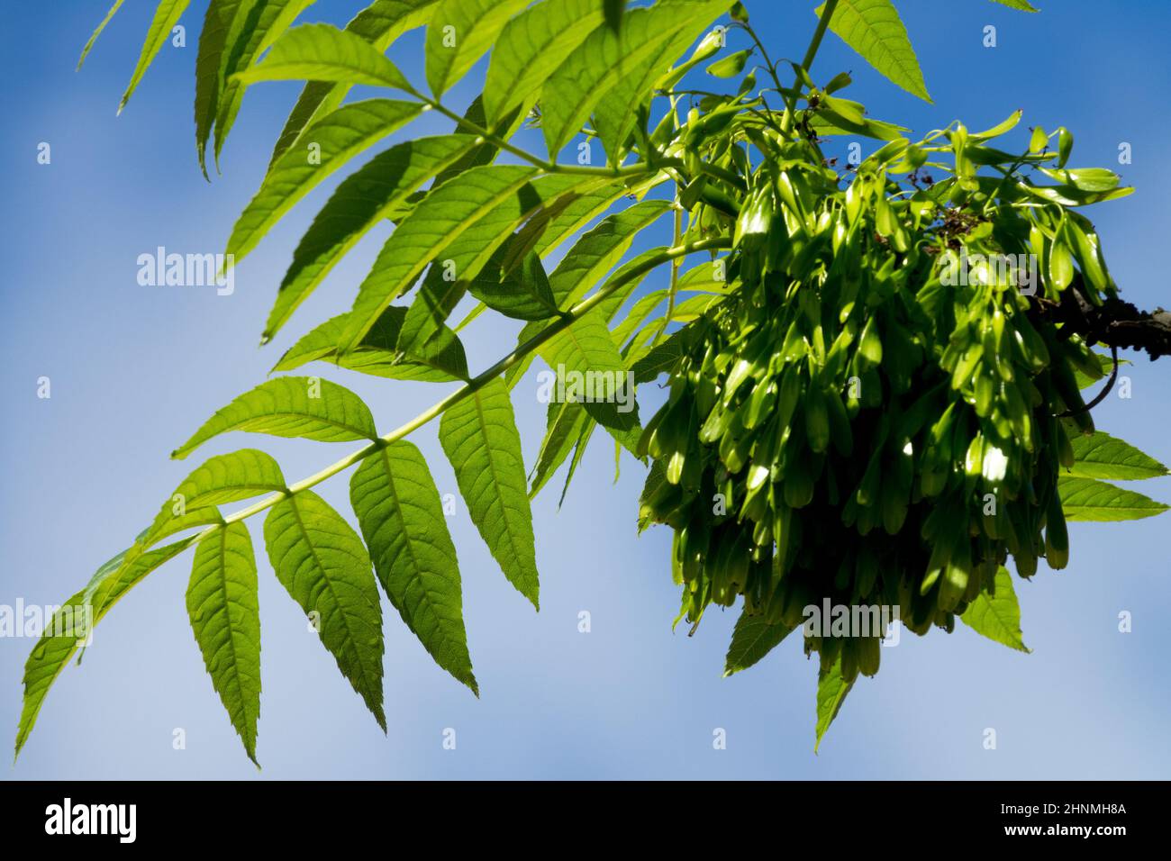 European ash / common ash Fraxinus excelsior seed and leaves, Fraxinus seeds Stock Photo