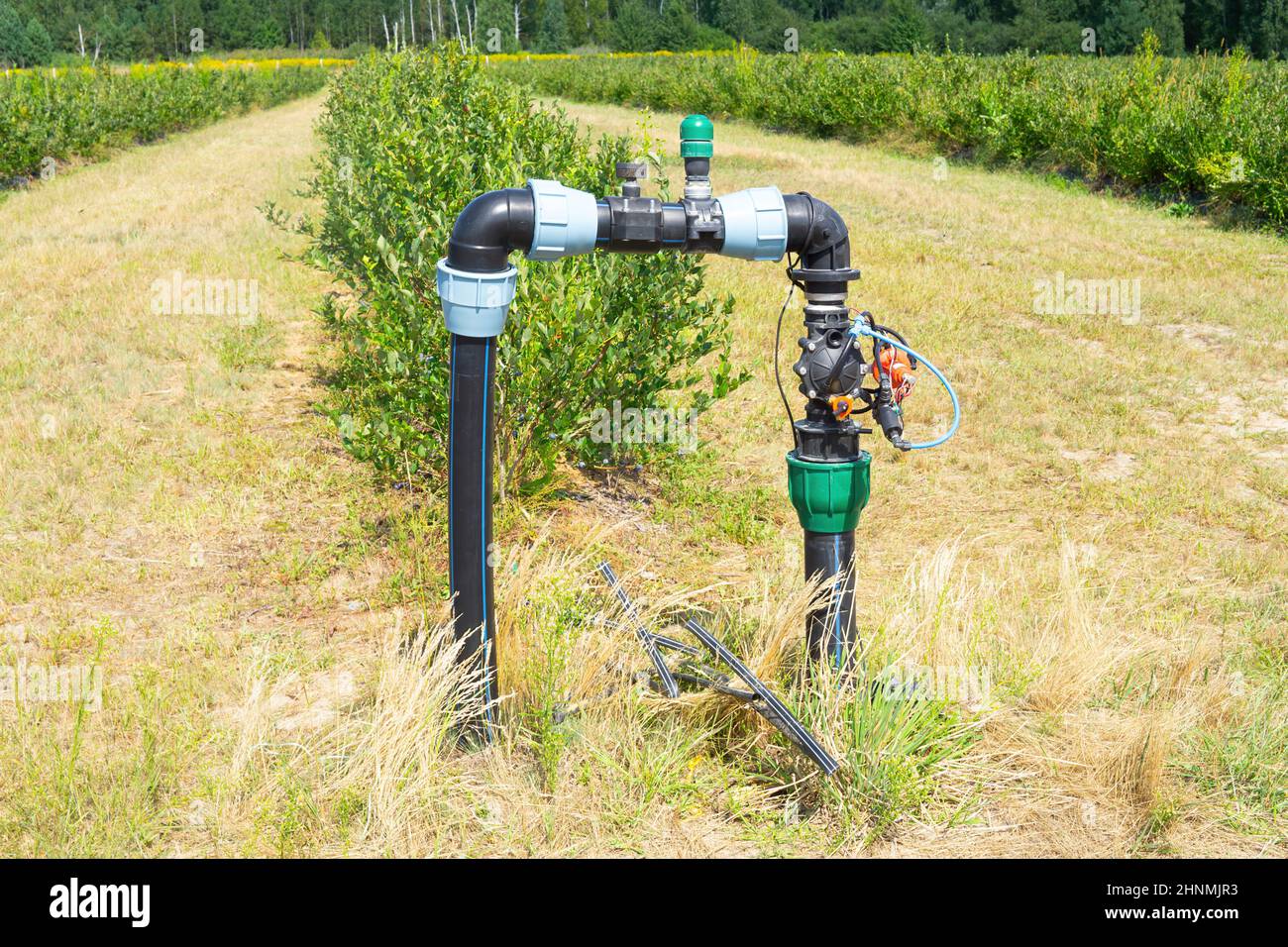 Part of the blueberries farm drip irrigation system. Stock Photo