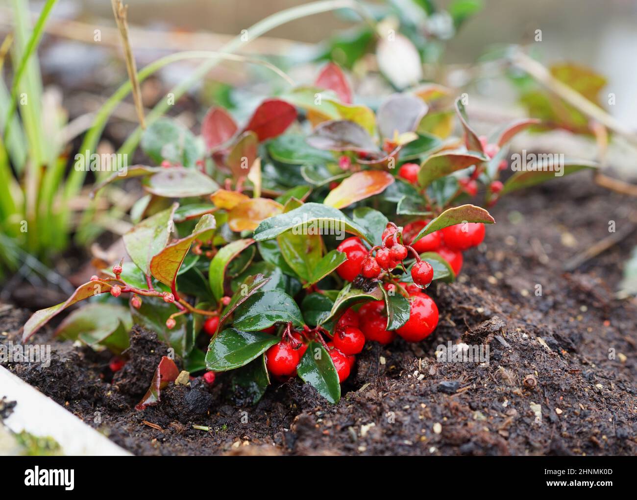 Gaultheria Procumbens High Resolution Stock Photography and Images - Alamy