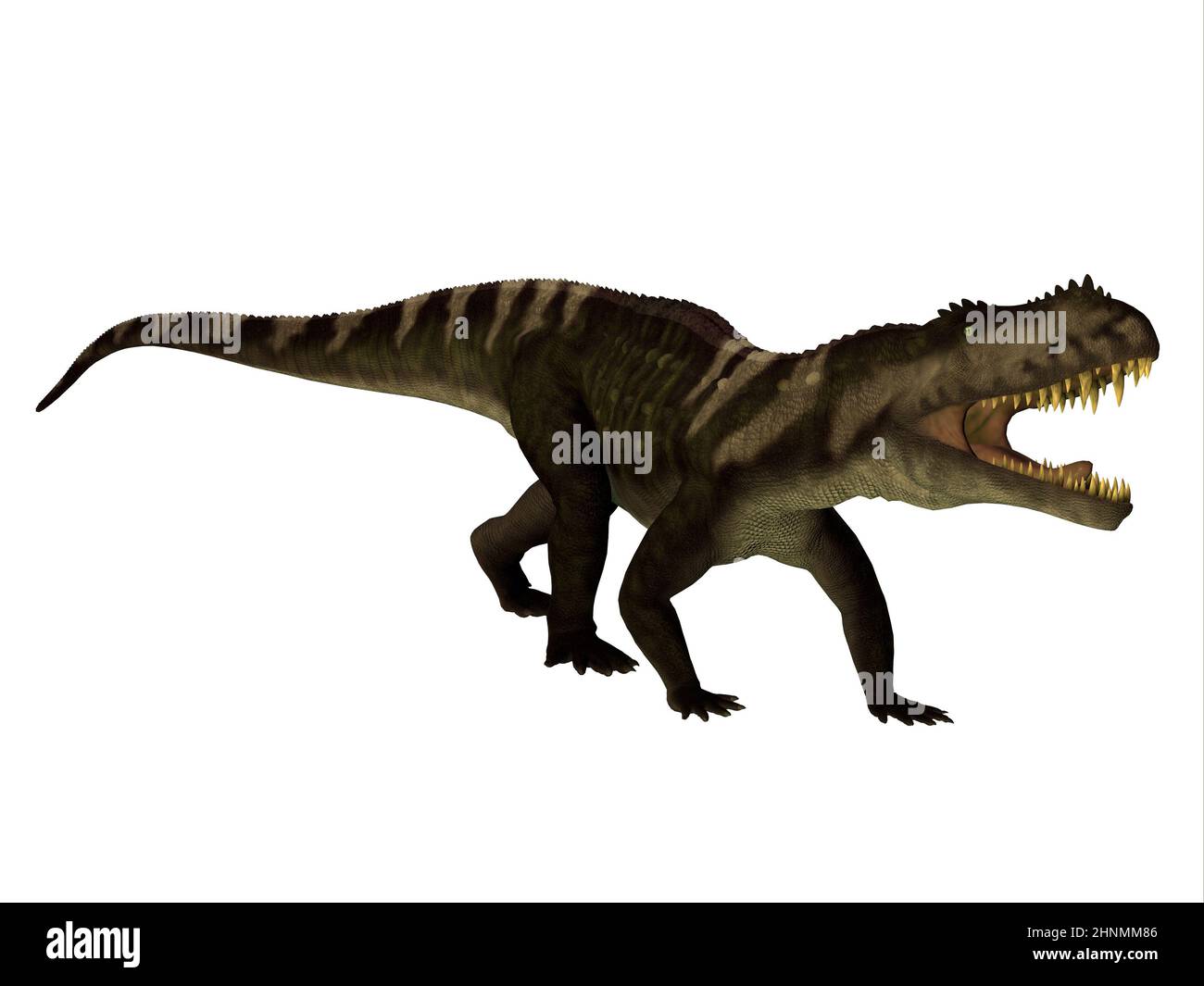 Prestosuchus was a carnivorous archosaur predator that lived in the Triassic Period of Brazil. Stock Photo