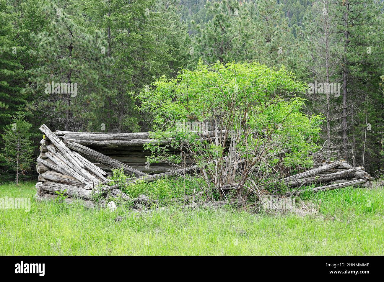 The ruins of an old log cabin over grown with a tree and grass located near Athol, Idaho. Stock Photo