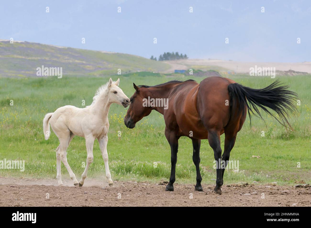 A cute white pony walks up to an adult horse near Polson, Montana Stock