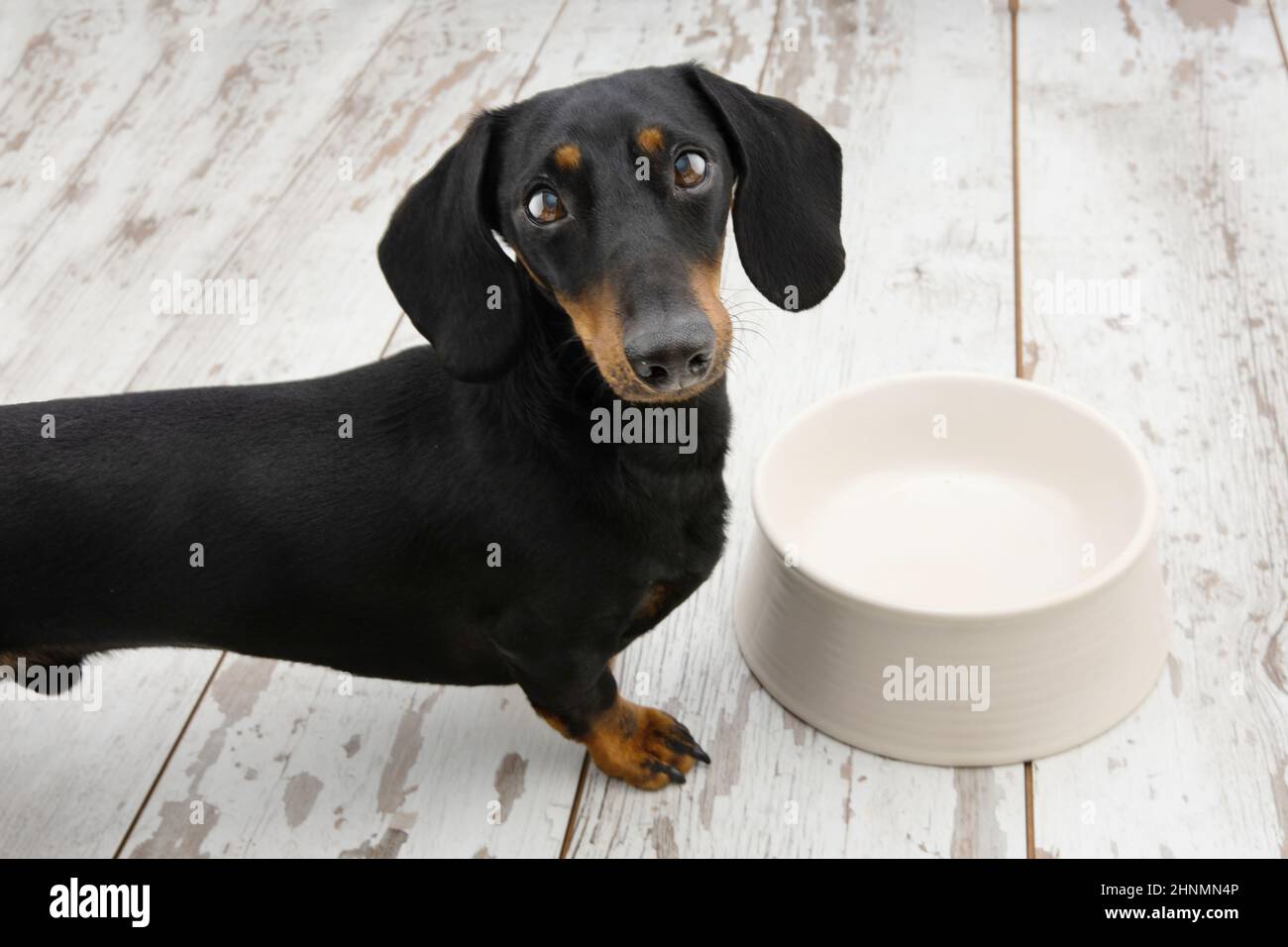 Dachshund puppy dog begging food next to a empty bowl with sad expression Stock Photo