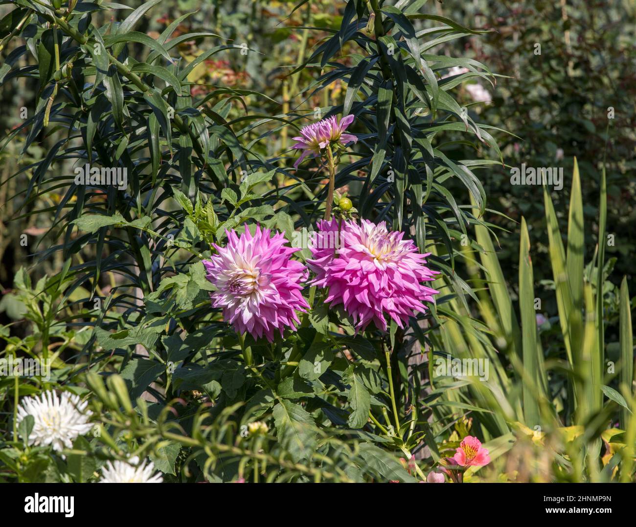 Flowering asters in the garden in Eyrignac in Dordogne. France Stock Photo